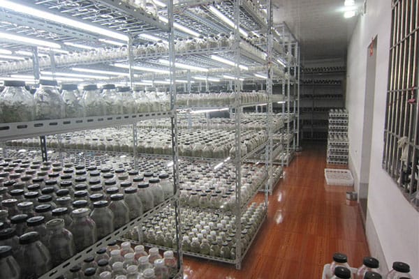 香蕉视频下载地址链接室