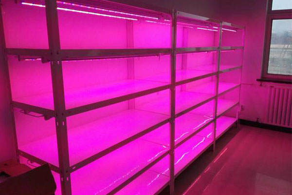 香蕉视频下载地址链接仪器厂家