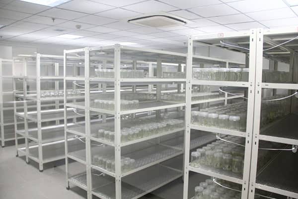 香蕉视频下载地址链接架的优点有哪些