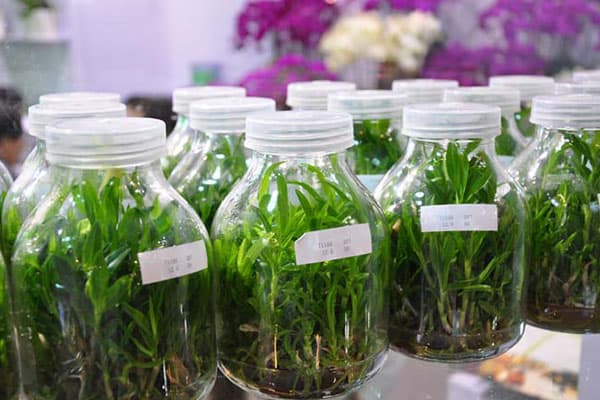 香蕉视频下载地址链接瓶厂家