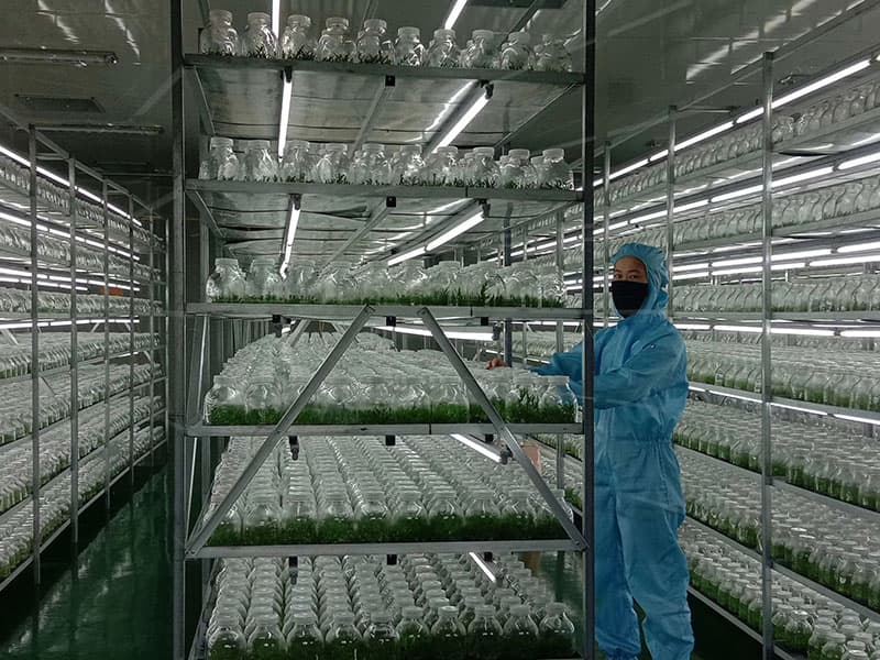 插扣式香蕉视频下载地址链接架