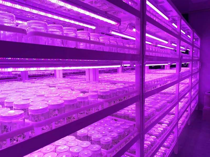 插扣式香蕉视频下载地址链接架