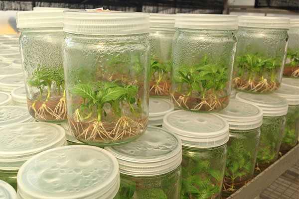 香蕉视频下载地址链接苗的培养方法有哪些