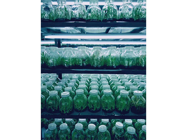 化学消毒剂在植物香蕉视频下载地址链接中的应用