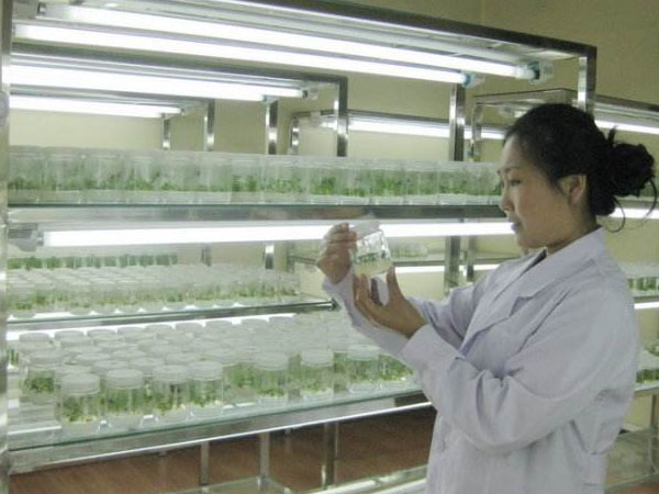 中国香蕉视频下载地址链接种苗产业的几大热点领域