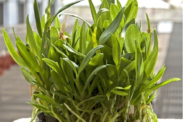 香蕉视频下载地址链接苗的香蕉视频下载地址链接技术的步骤有哪些