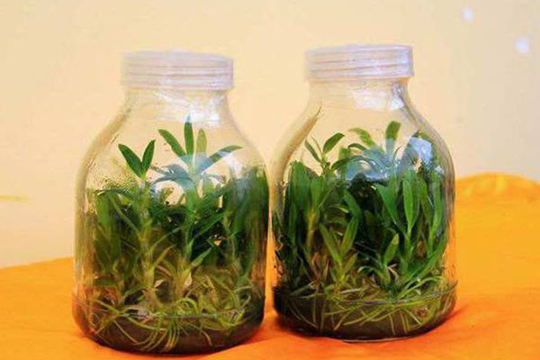 香蕉视频下载地址链接苗的接种程序有哪些