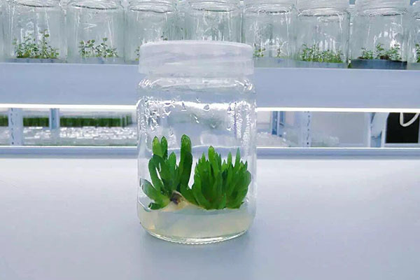 植物香蕉视频下载地址链接的条件有哪些