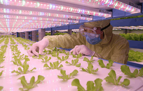 香蕉视频APP在线观看香蕉视频下载地址链接详解植物工厂