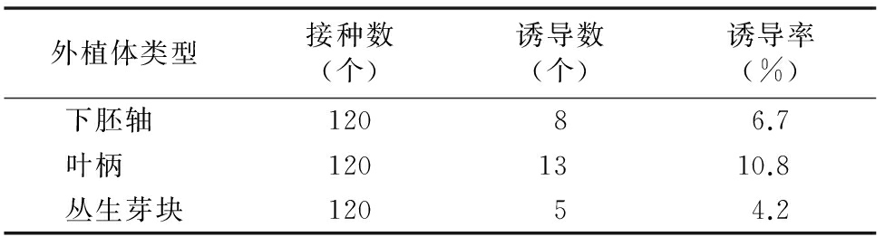 甜菜雄性不育系高效香蕉视频下载地址链接再生体系的建立