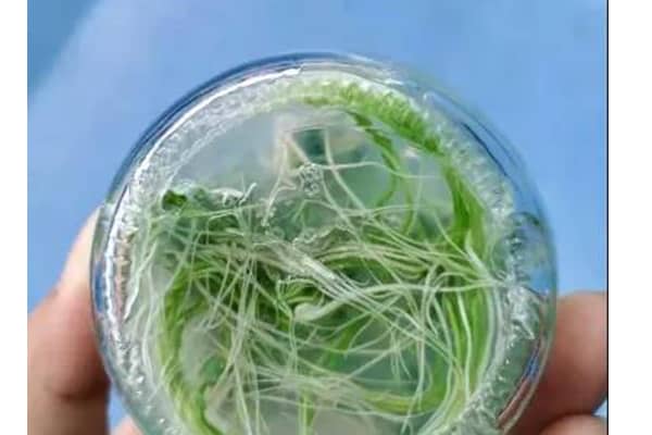 香蕉视频下载地址链接室