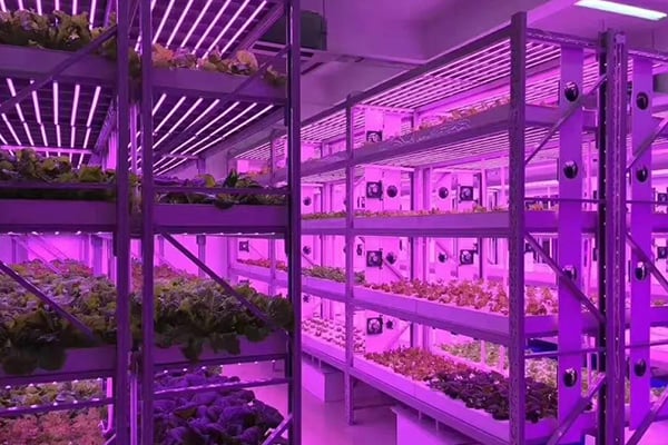 香蕉视频下载地址链接光照的需求指标