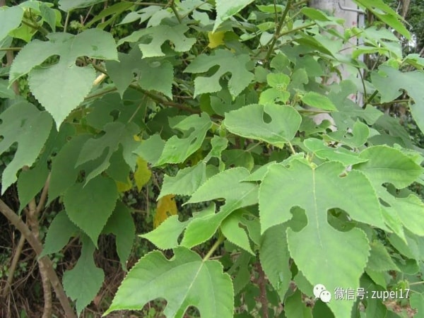 谷桑褚桃绿成荫，红日枝头三竿春&mdash;&mdash;构树