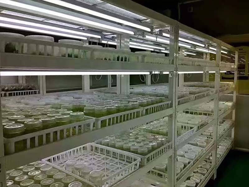 培养架、香蕉视频下载地址链接架、光照培养架