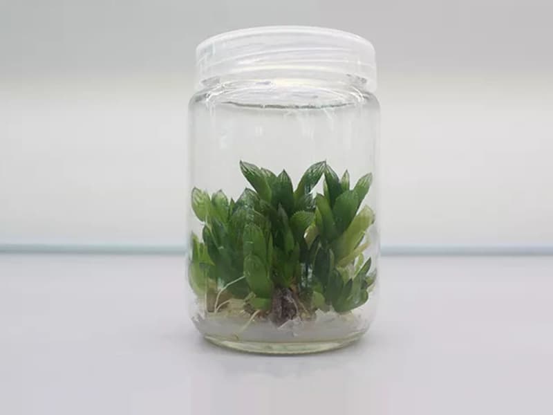 香蕉视频下载地址链接瓶