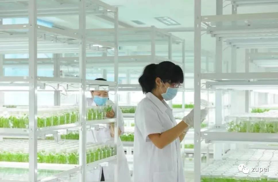 香蕉视频下载地址链接室生产规模如何确定