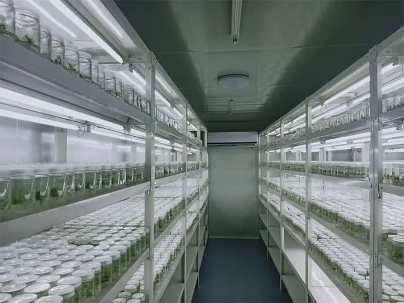 香蕉视频下载地址链接  香蕉视频下载地址链接设备  植物香蕉视频下载地址链接