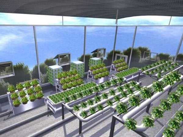 光照对于植物生长的影响&mdash;&mdash;光合作用和光敏色素