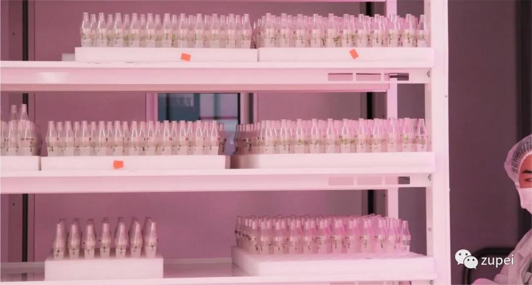 香蕉视频下载地址链接  香蕉视频下载地址链接室