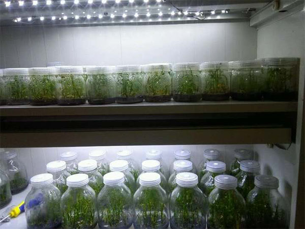 影响木本观赏植物香蕉视频下载地址链接技术的要素分析