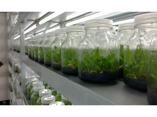 香蕉视频下载地址链接应用前景