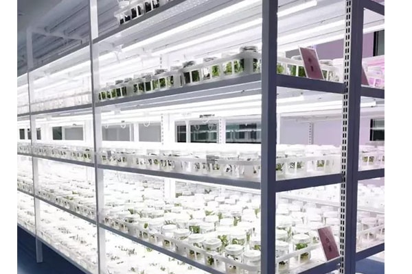 香蕉视频下载地址链接苗瘦弱、徒长原因以及应对措施