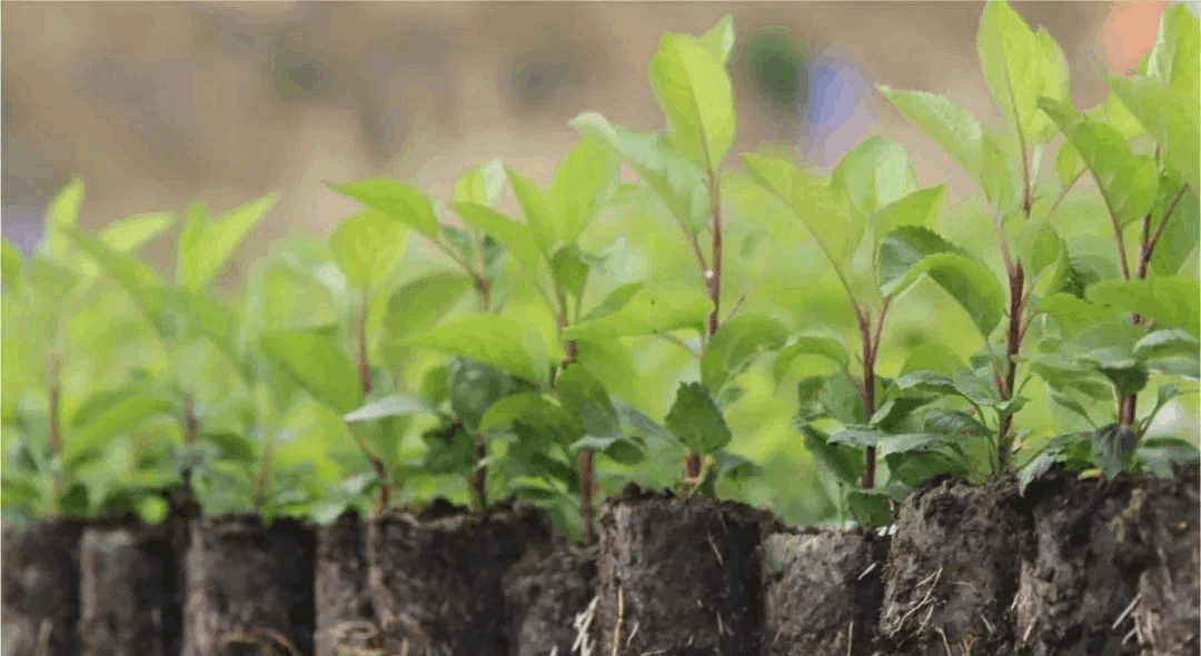 香蕉视频下载地址链接室里比较常见的香蕉视频下载地址链接设备1