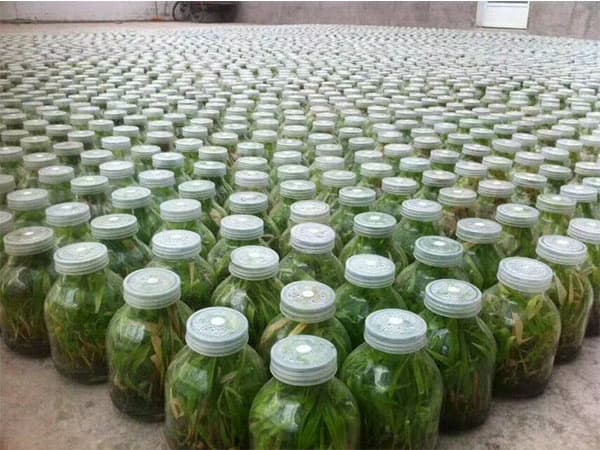 香蕉视频下载地址链接  香蕉视频下载地址链接瓶