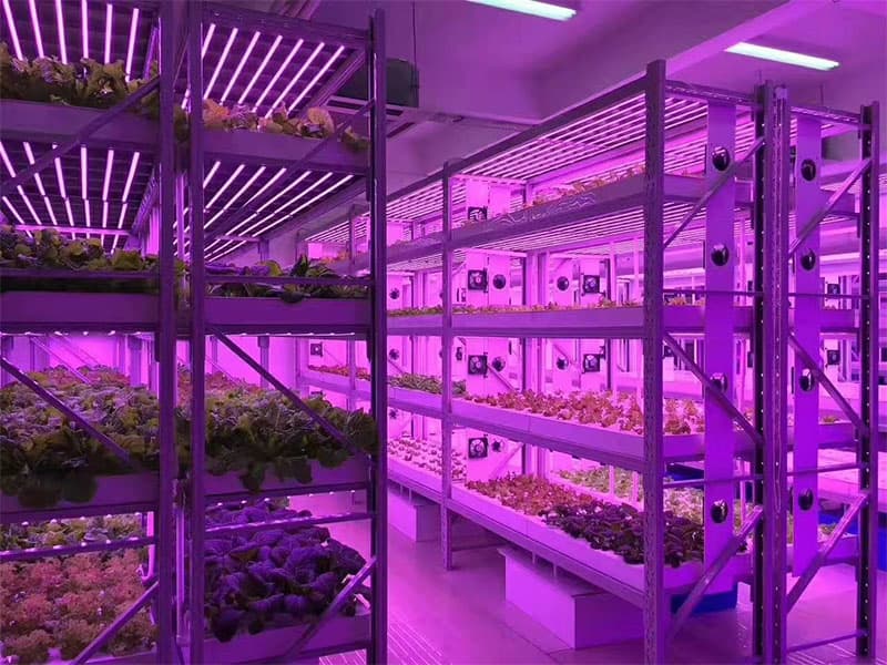 植物组织培养的条件，快来看看吧!