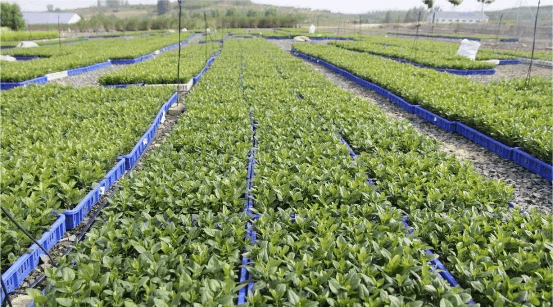 香蕉视频下载地址链接