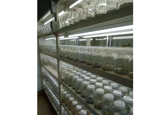 香蕉视频下载地址链接设备应用在花卉领域有什么优势