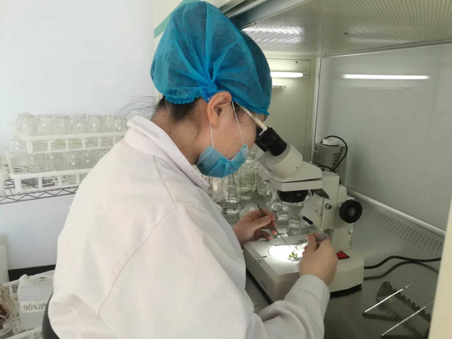 香蕉视频下载地址链接苗，香蕉视频下载地址链接，组织培养